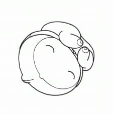 The Embryo Develops into a Fetus an 3.8 Rating